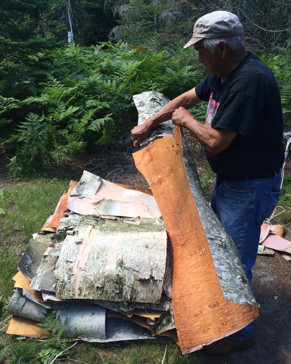 Paper Birch Trees: How To Safely Harvest Birch Bark