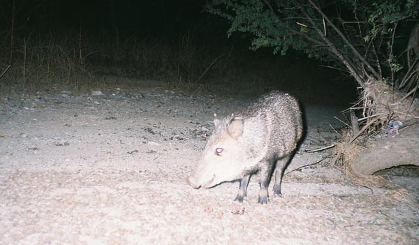 javelina.jpg