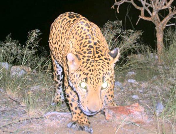 Arizona Game and Fish Dept. tracking jaguar and ocelot in southern part of  the state