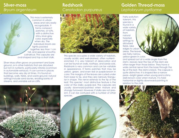 moss_brochure.jpg