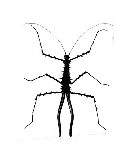 plyer-insect.jpg