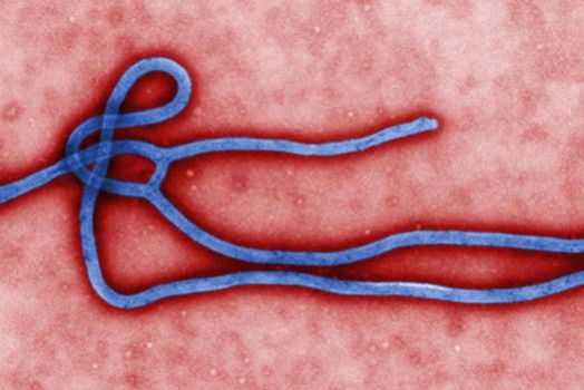 Great Ape Trafficking and the Ebola Outbreak