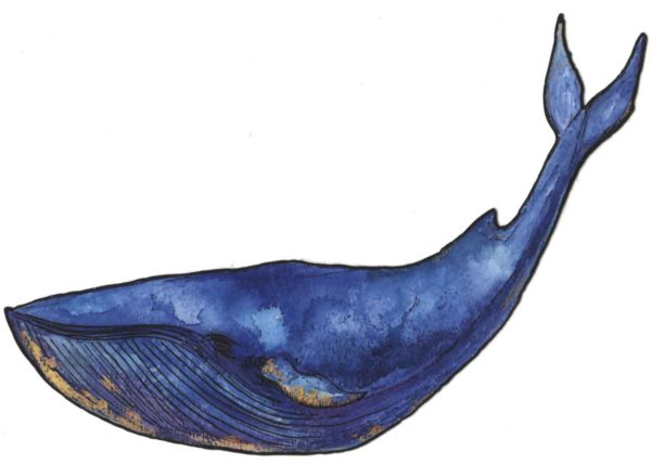 Blue Whale Sticker