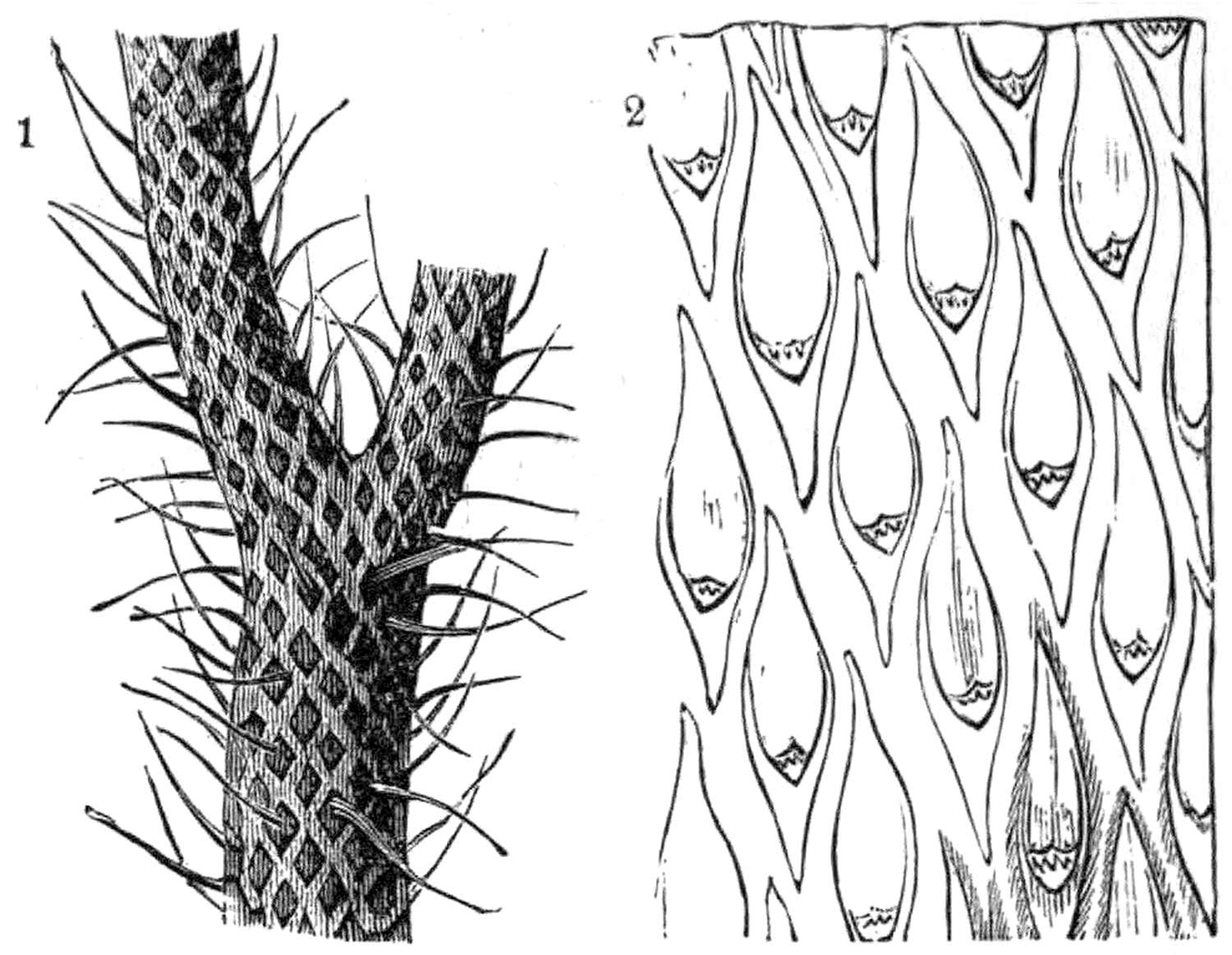 Lepidodendron — 300 миллионов лет назад (Северное полушарие) класс хордовых