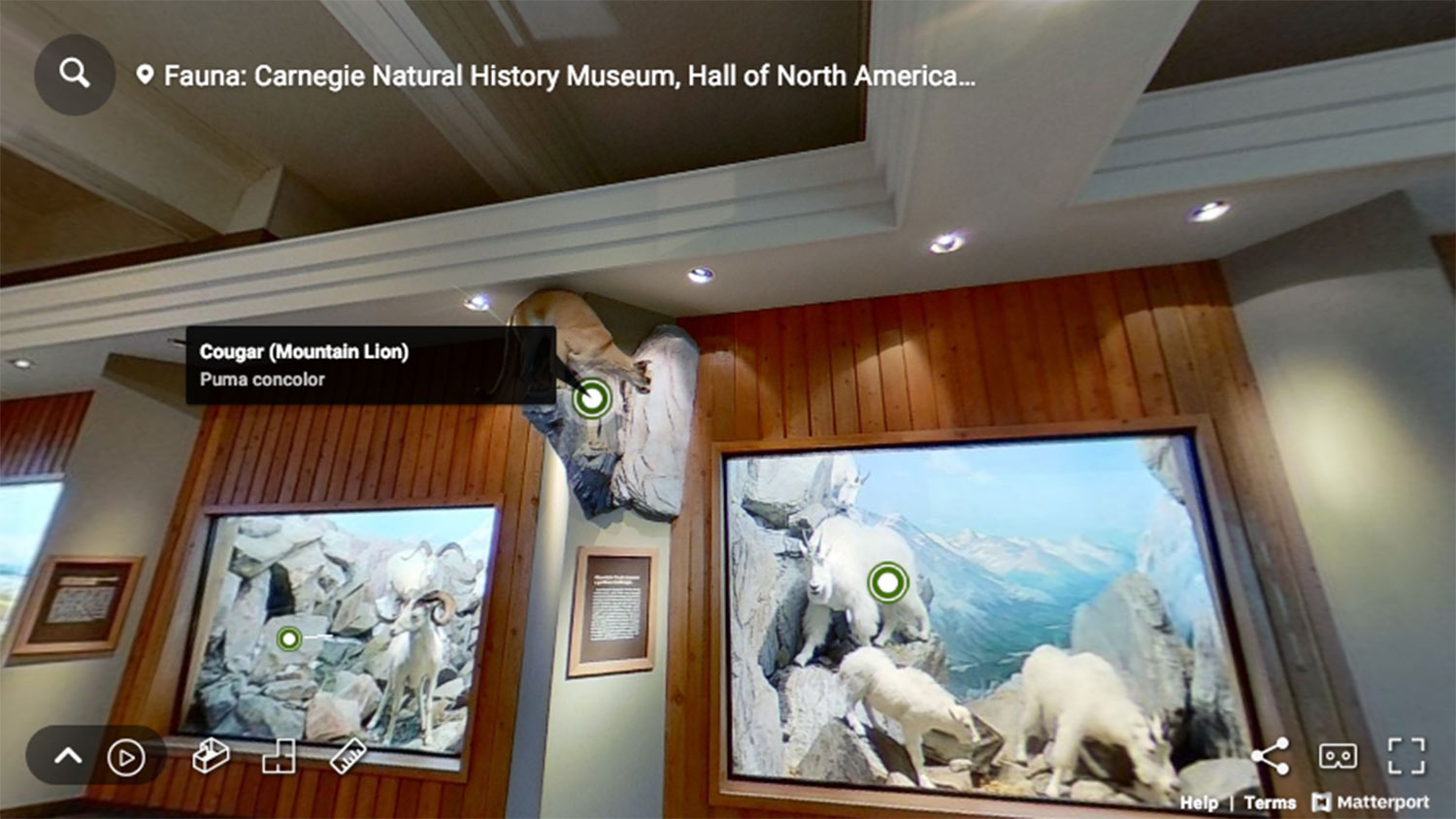 carnegie museum virtual tour