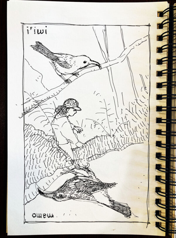 Pen and ink sketch of Hawaiian endangered I’iwi bird at the top, upside-down extinct Mamo bird on the bottom, and at the center an image of Hawaiian researcher Ku’ulei Wong working in a forest. 