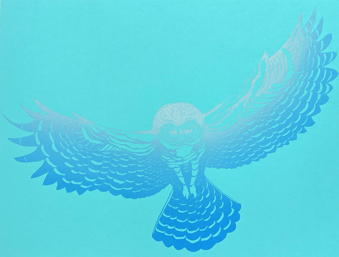 Spotted Owl