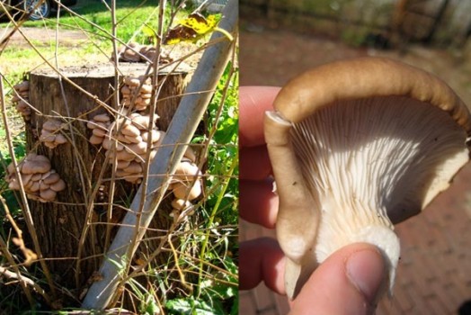 Urban Mushroom Find!