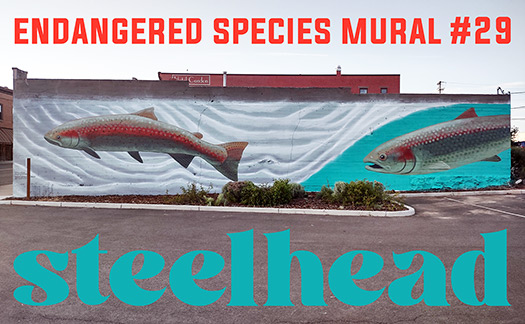 Endangered Species Murals #29: Steelhead